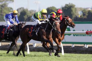 Ugo Foscolo (NZ) breaks the 1100m track record at Te Rapa. Photo Credit: Trish Dunell.